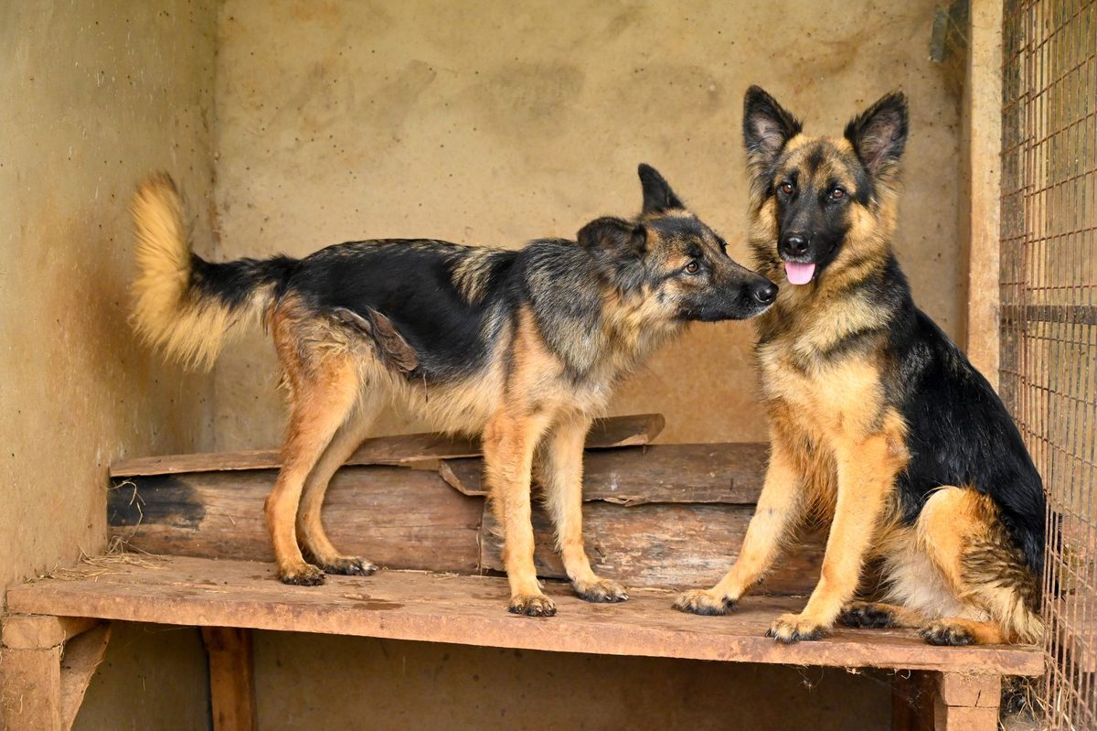 A German Shepherd standing outdoors, relevant to choosing the best dog food for German Shepherds
