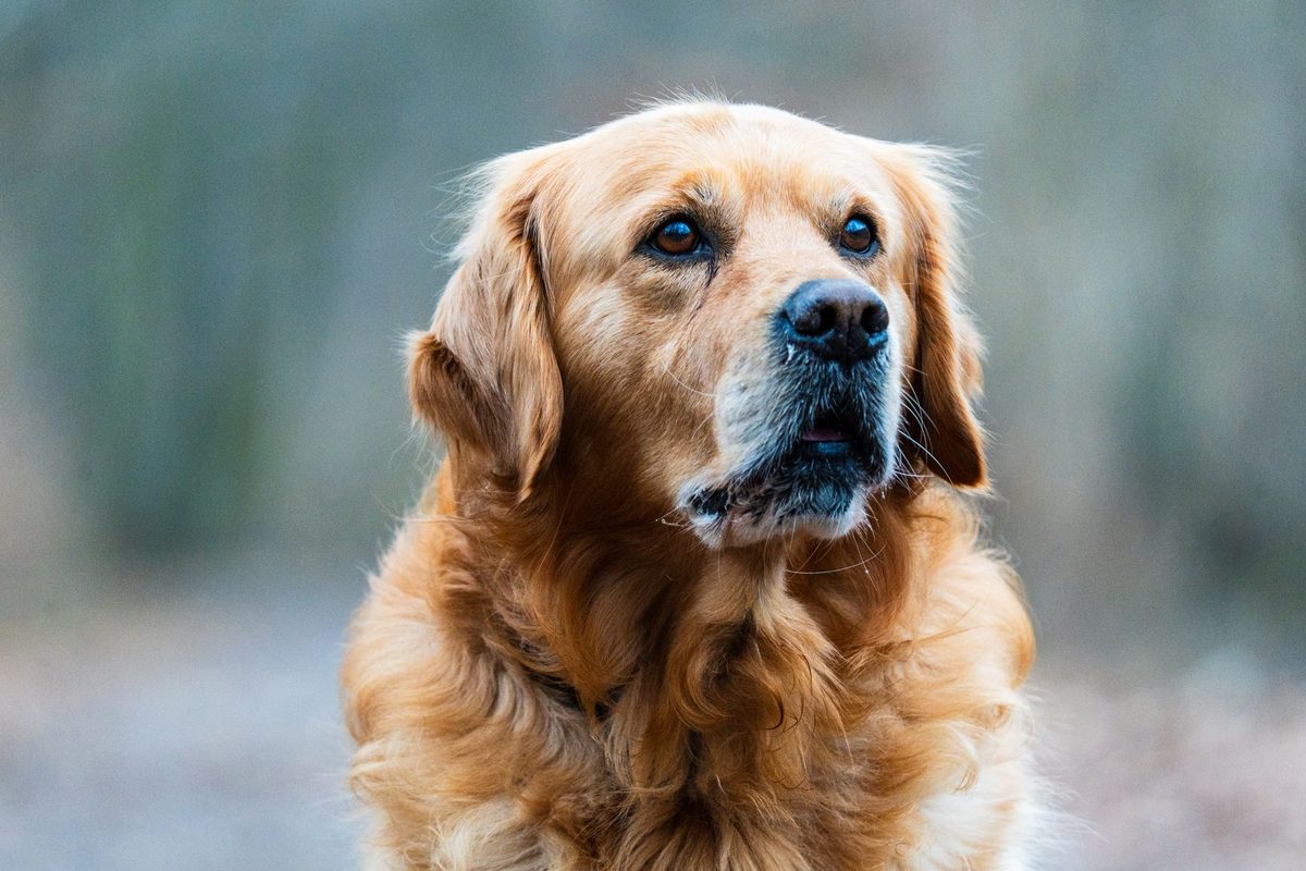 A golden retriever outdoors, relevant to the best dog food for golden retrievers