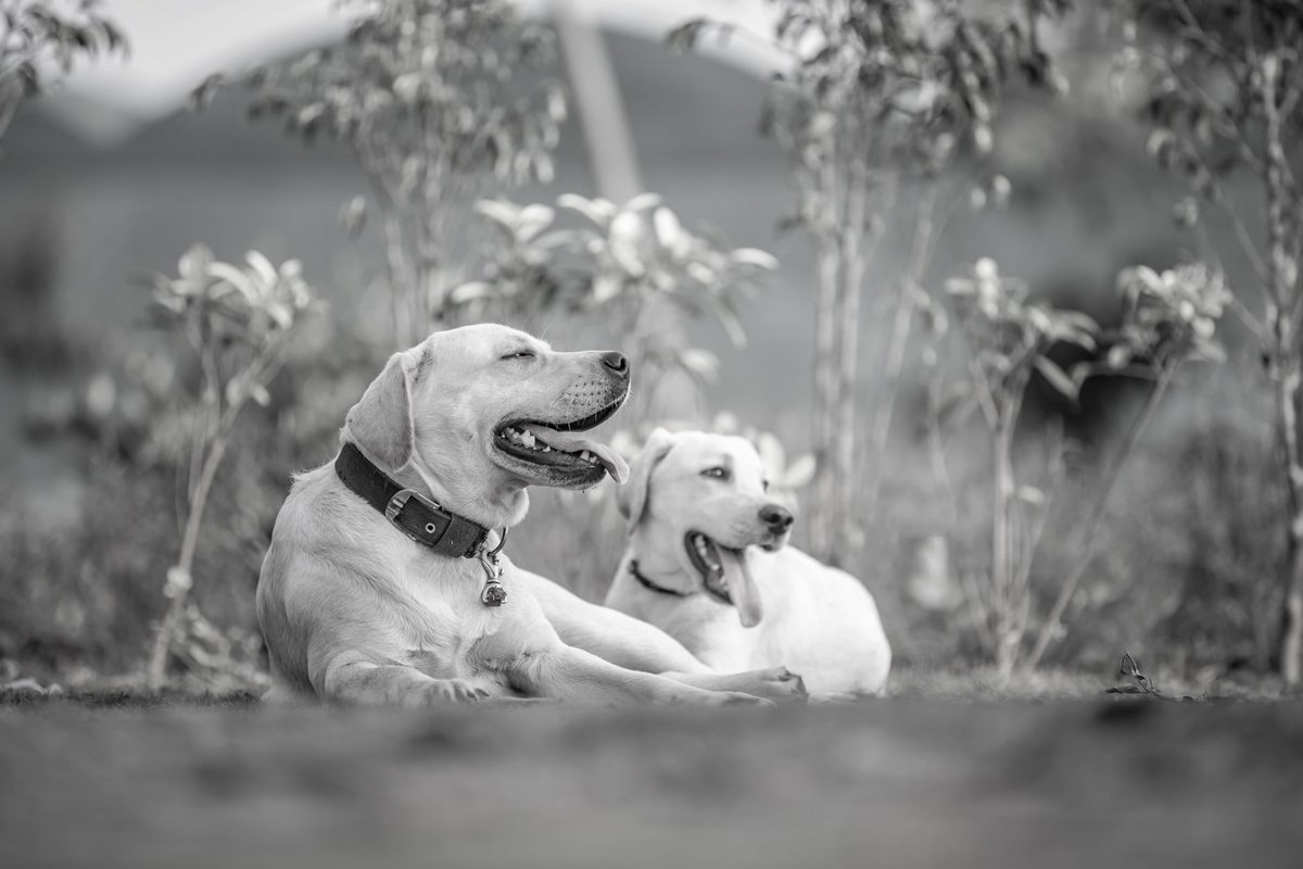 A Labrador retriever outdoors, relevant to choosing the best dog food for Labradors