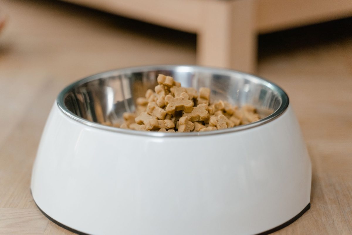 A young puppy beside a food bowl, relevant to choosing the best dog food for puppies