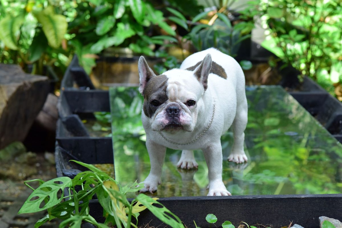 A French Bulldog sitting and looking at the camera