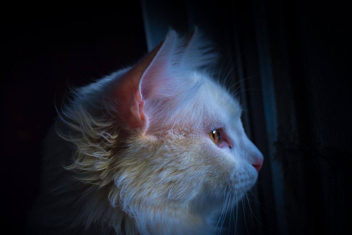 A cat awake at night by a window, relevant to how to stop a cat meowing at night