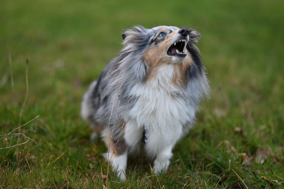 A dog barking outdoors, relevant to how to stop a dog from barking