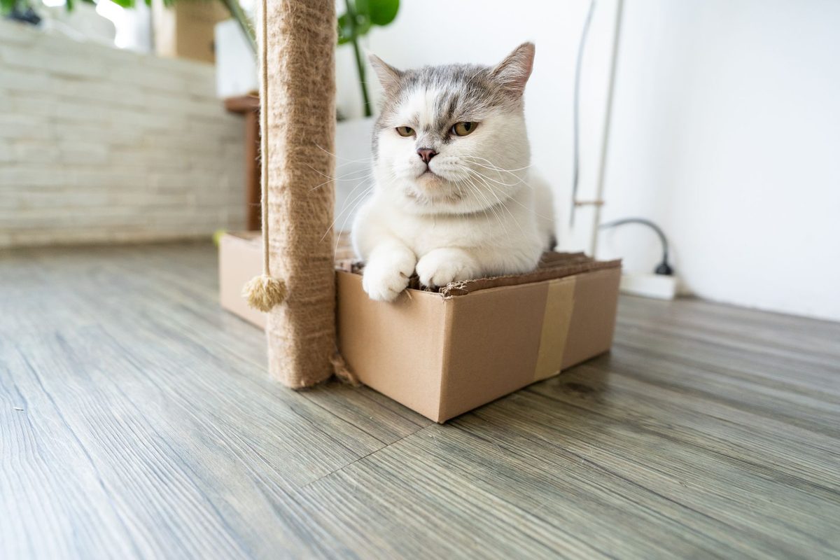 A cat resting near a scratching post in a living room, part of how to stop my cat from scratching furniture
