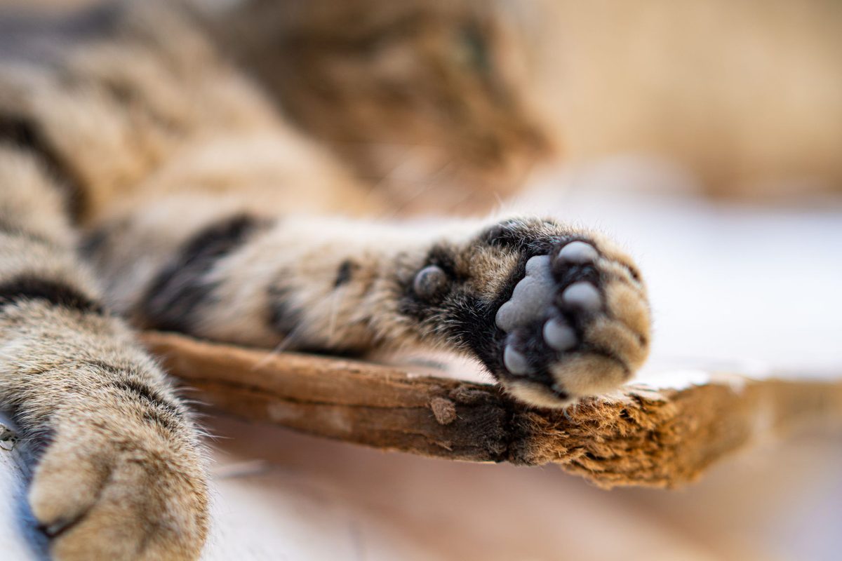 A cat with a wet paw, relevant to why do cats hate water