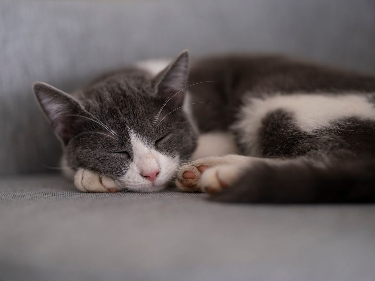 A cat being stroked while relaxed, relevant to why do cats purr