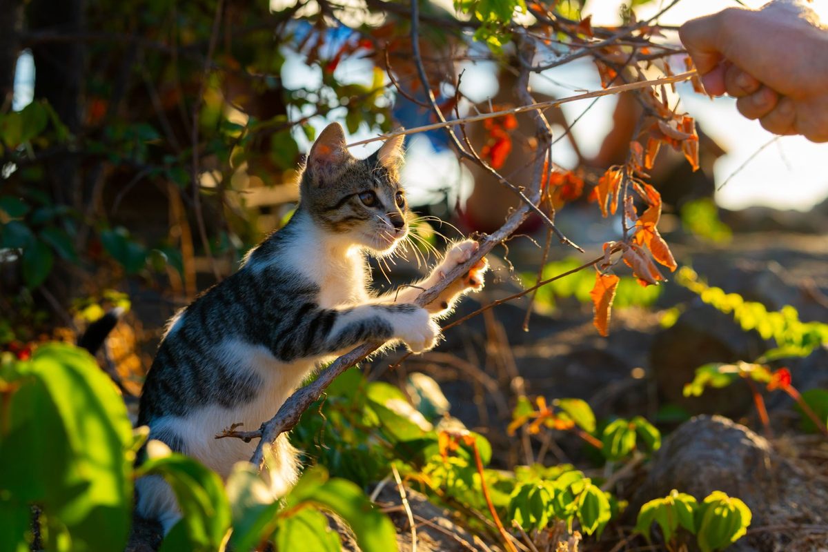 A cat reaching toward a person's hand during play, relevant to why does my cat bite me