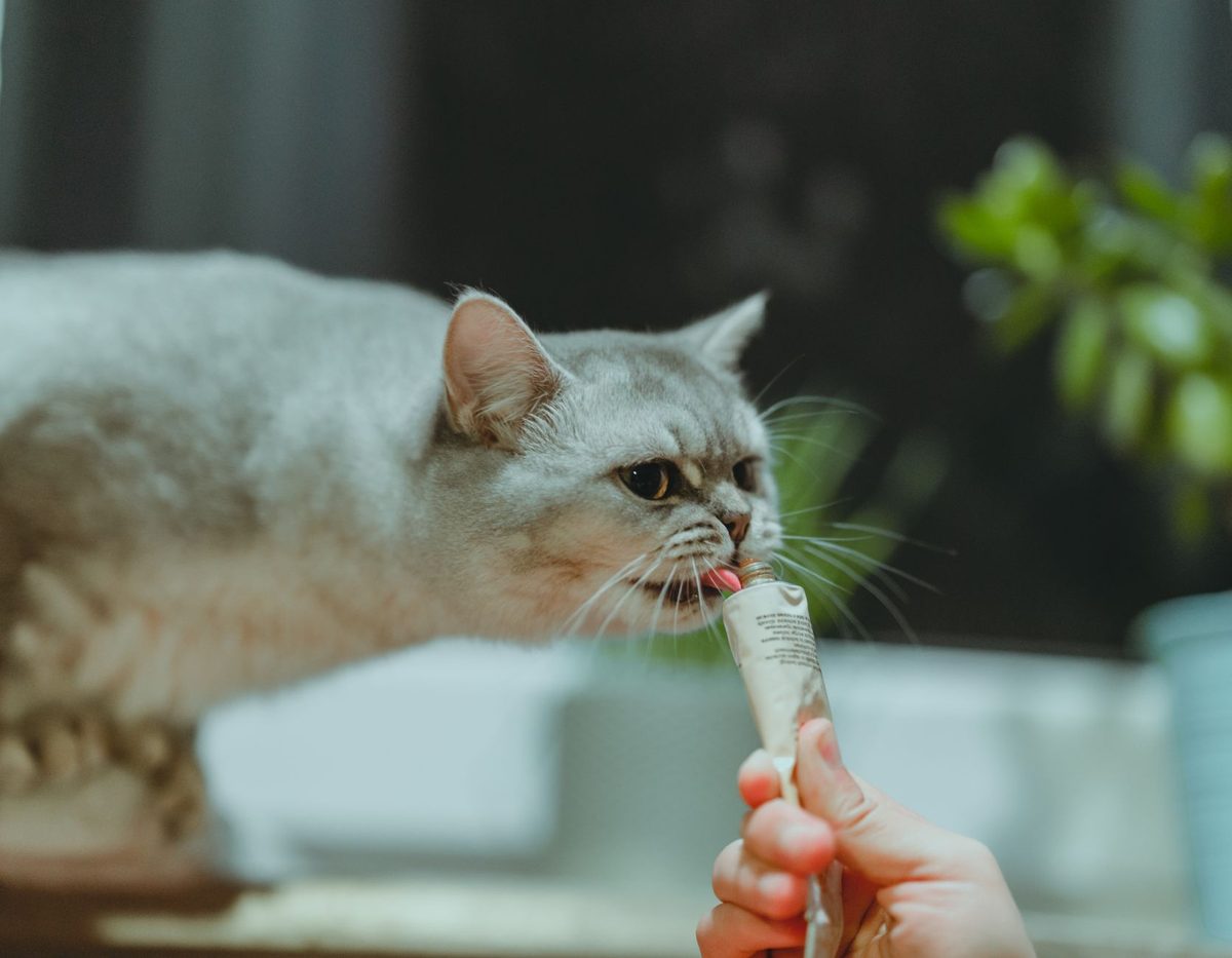 A cat licking its owner's hand, relevant to why does my cat lick me