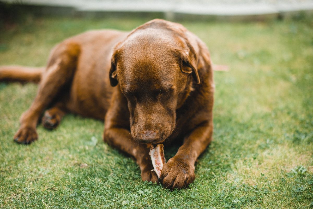 Dog grazing on a green lawn, showing the normal behaviour behind why does my dog eat grass