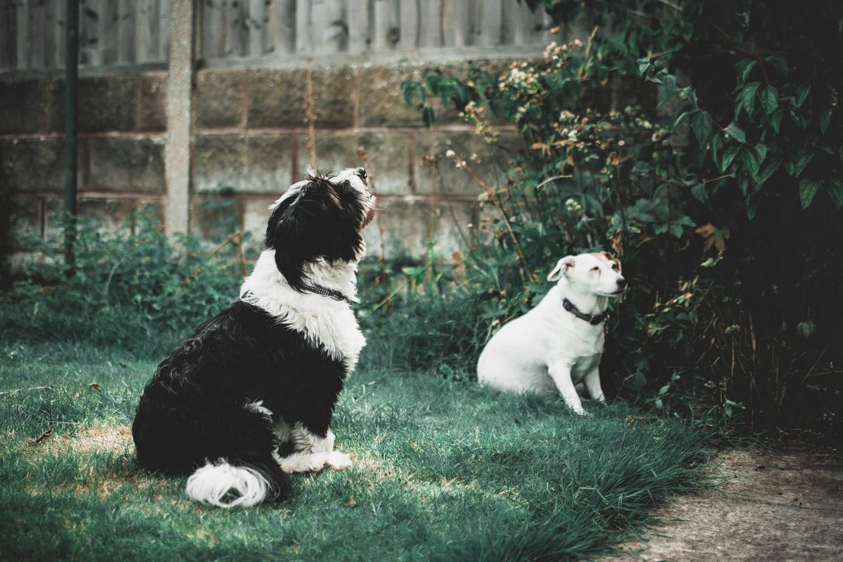 A dog in a grassy yard, illustrating common poop-eating behavior
