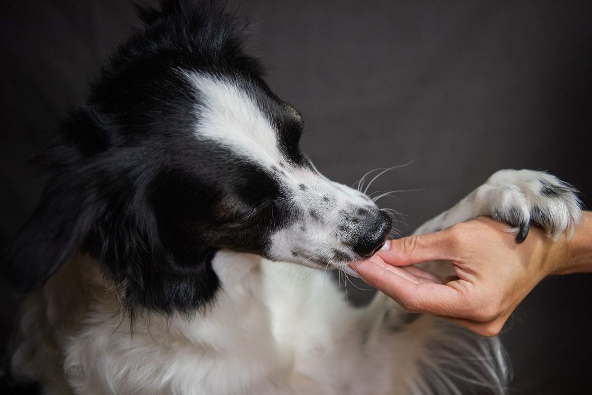 A dog licking a person's hand affectionately, relevant to why does my dog lick me