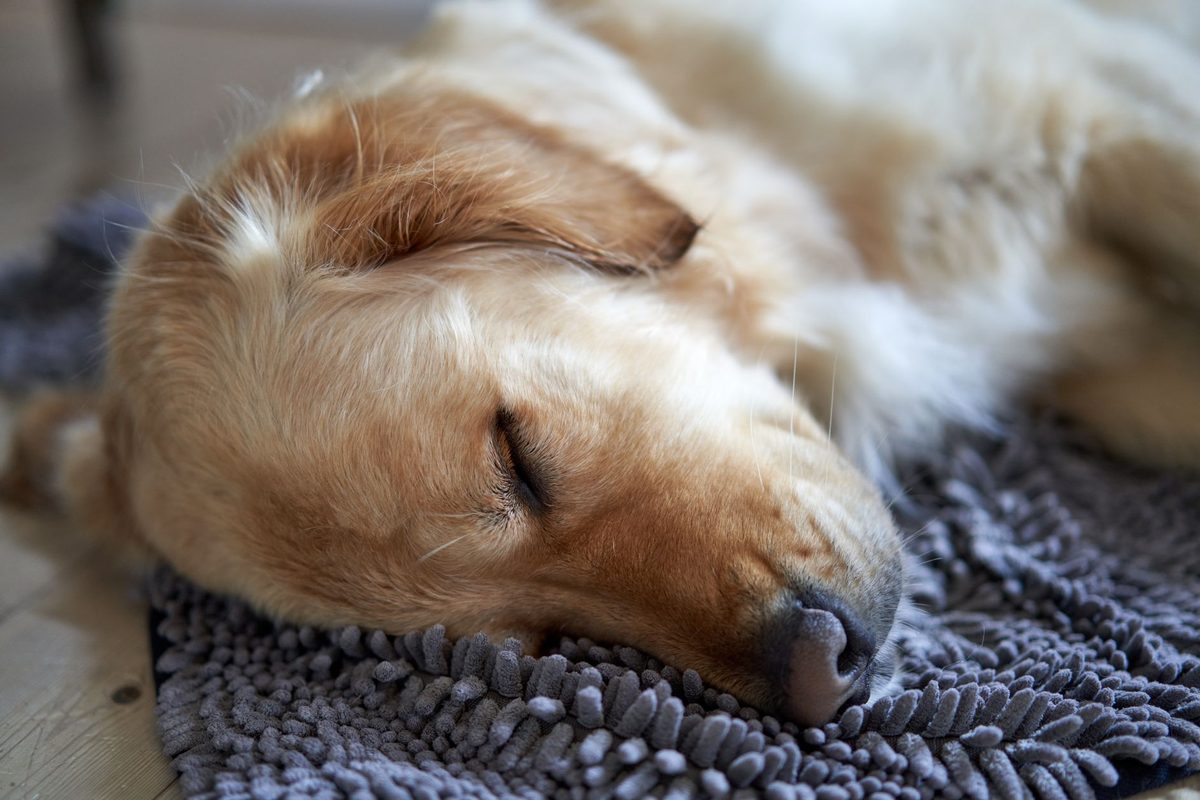 A dog resting comfortably indoors, relevant to why does my dog sleep so much