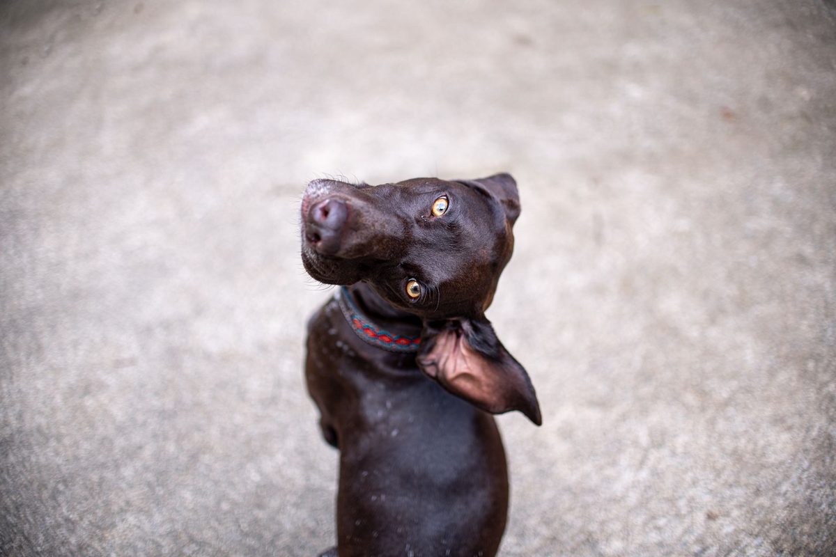 A small dog gazing up at its owner, illustrating the bonding stare